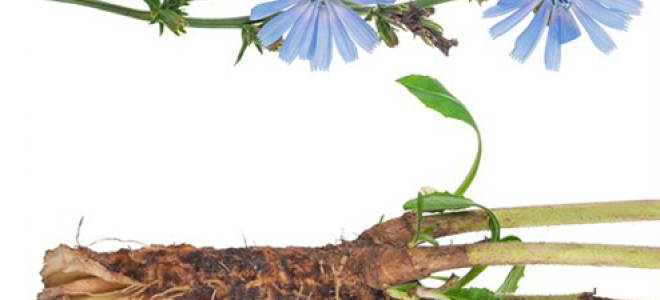 Можно ли пить при подагре цикорий?