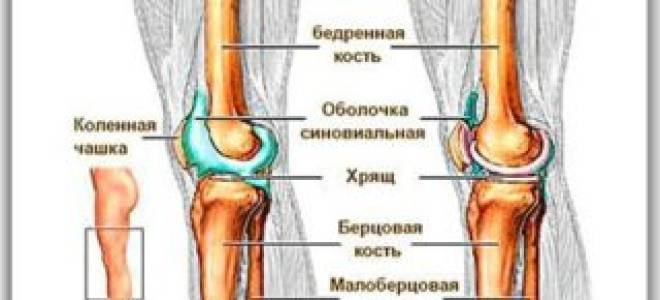 Собирается жидкость в коленном суставе