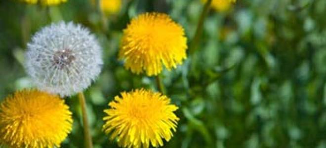 Аллергический дерматит фото у детей на ногах